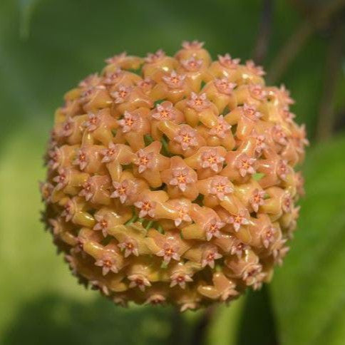 Hoya Chuniana Plant - myBageecha