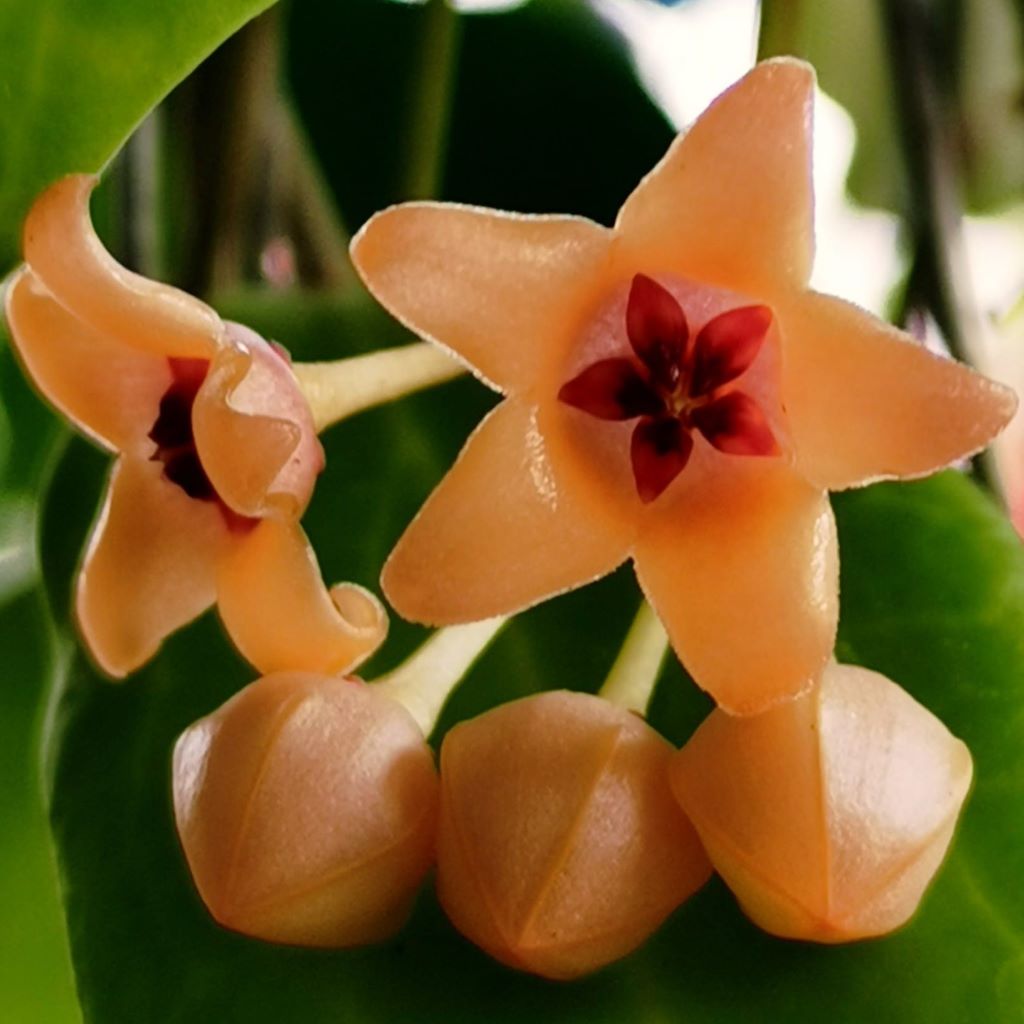 Hoya Cutis Porcelana Plant - myBageecha