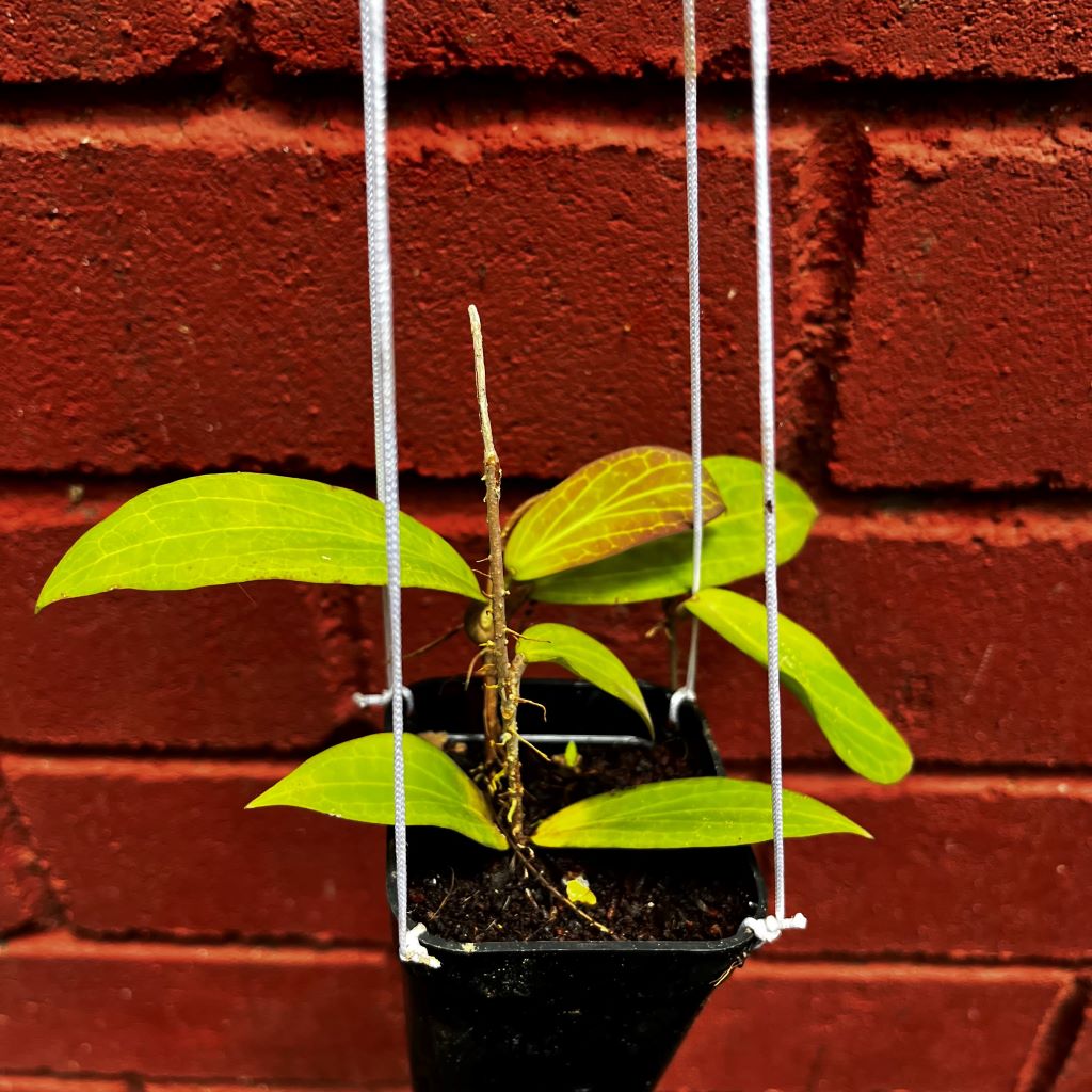 Hoya Cutis Porcelana Plant - myBageecha