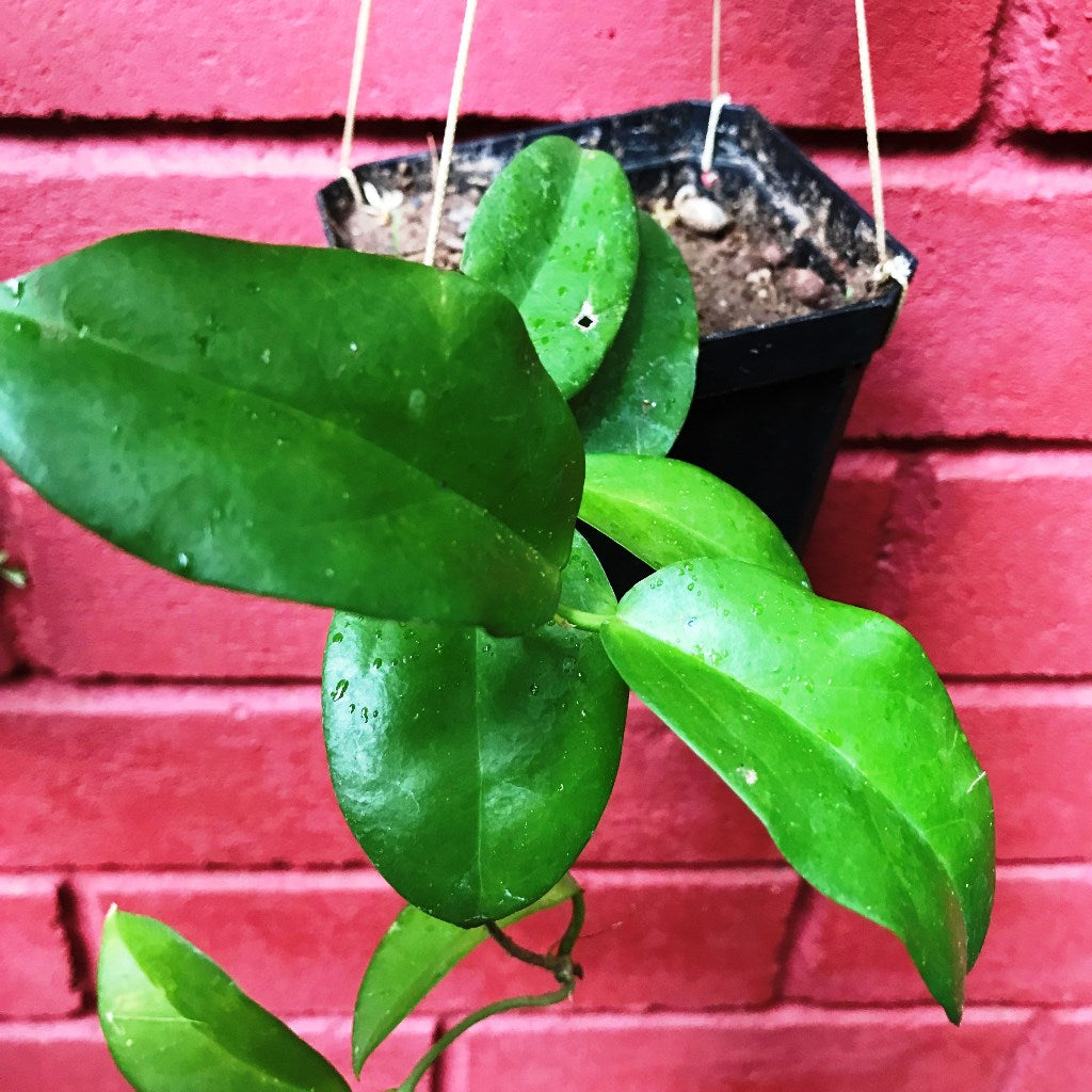Hoya Dimorpha Plant - myBageecha