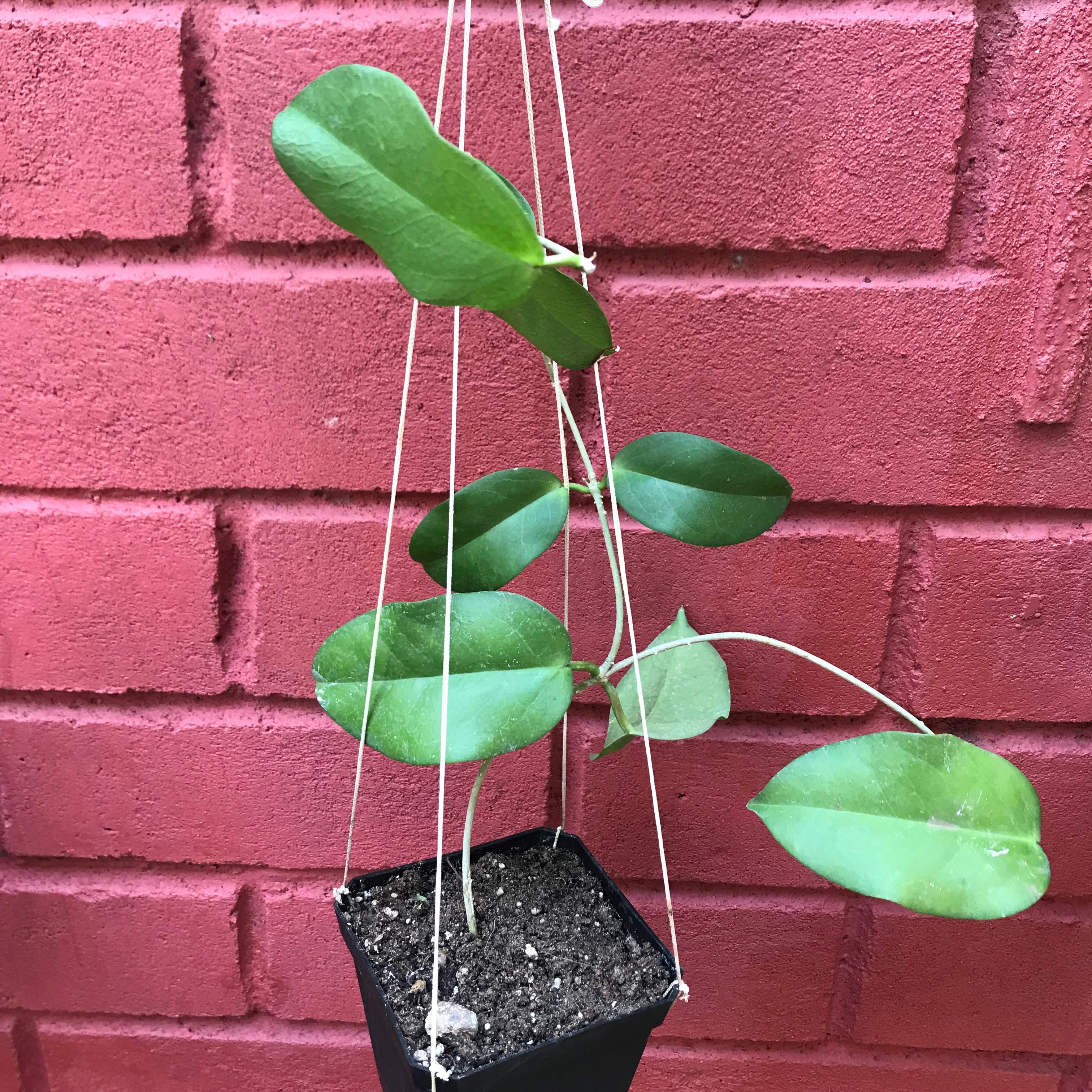 Hoya Dimorpha Plant - myBageecha