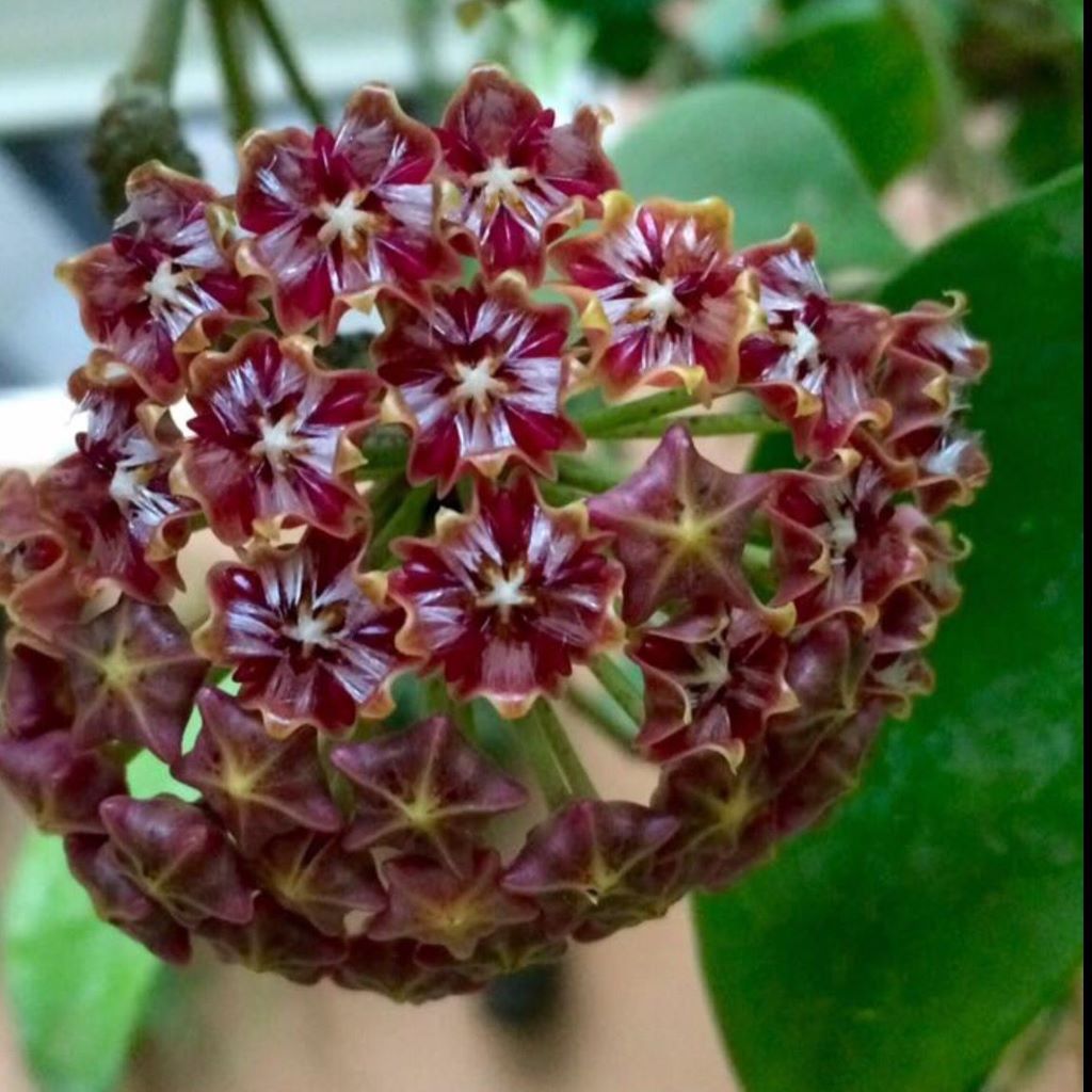 Hoya Elmeri