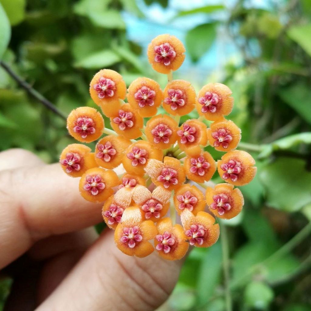 Hoya Endauensis Plant-myBageecha