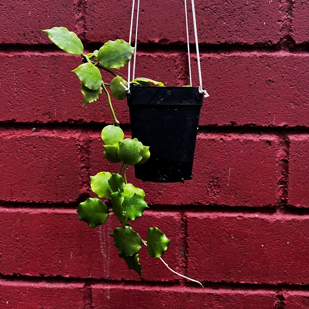 Hoya Endauensis Plant