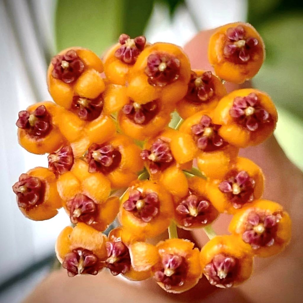 Hoya Endauensis Plant