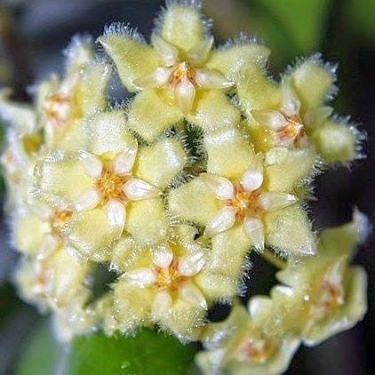 Hoya Erythrina Bajo-myBageecha