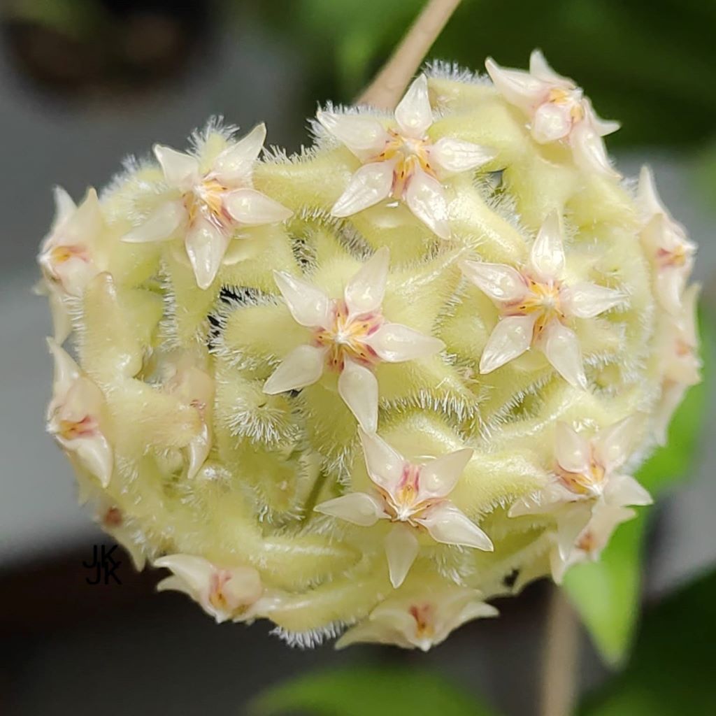 Hoya Erythrina Bajo-myBageecha