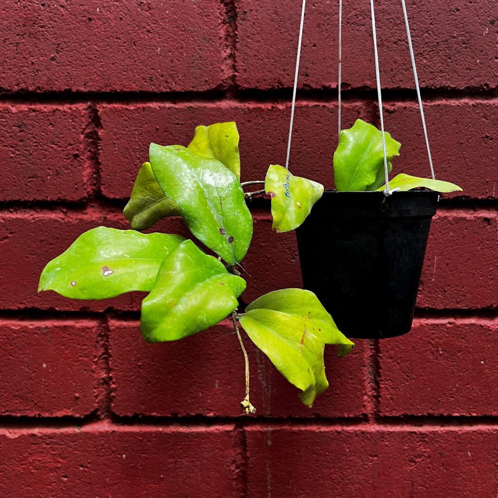 Hoya Erythrina Bajo