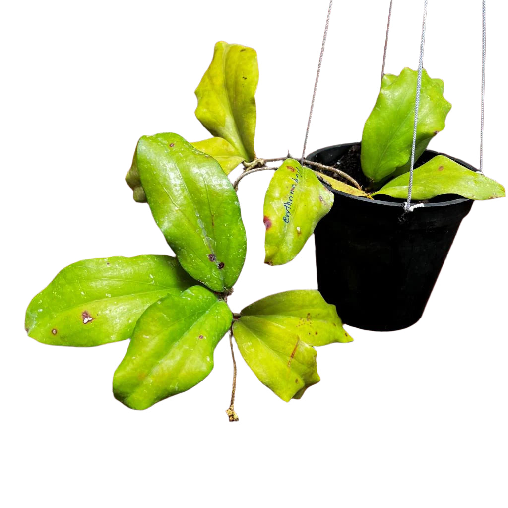 Hoya Erythrina Bajo-myBageecha