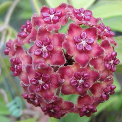 Hoya Excavata