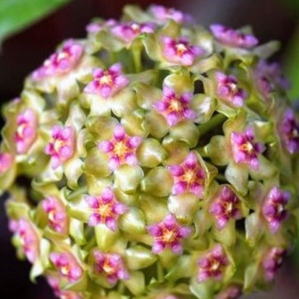Hoya Glabra borneo