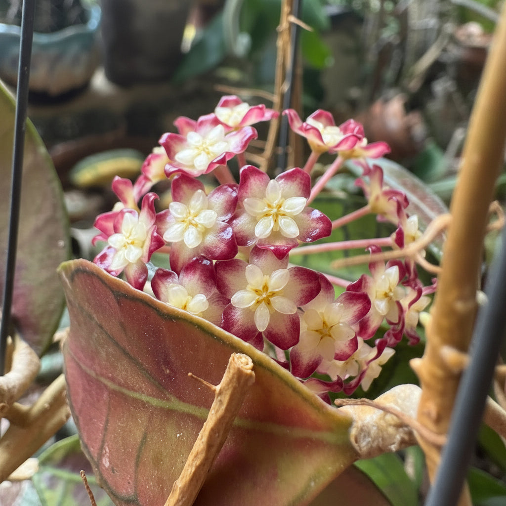 Hoya Gunung Gading Plant in bloom-myBageecha