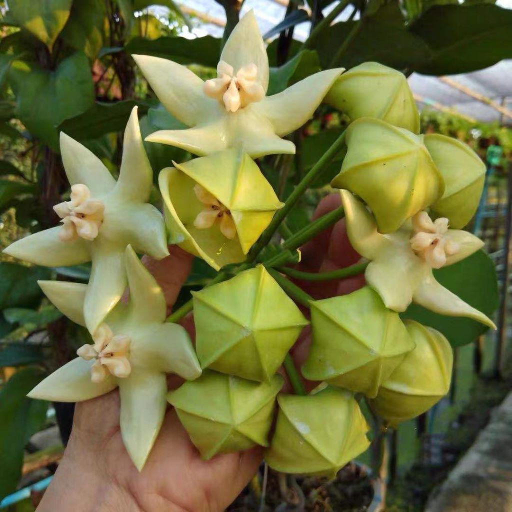 Hoya Imperialis White-myBageecha