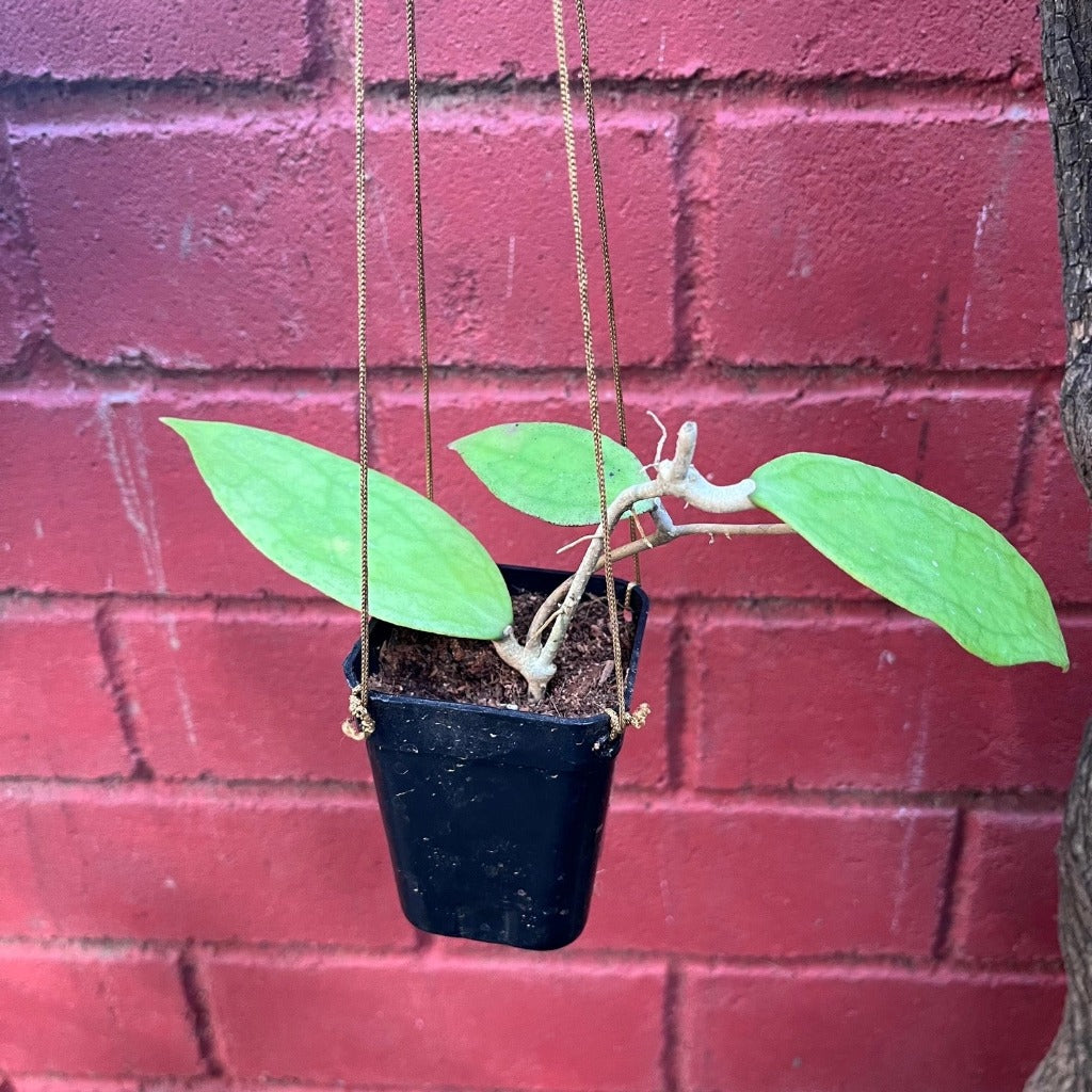 Hoya Jennifer Plant - myBageecha