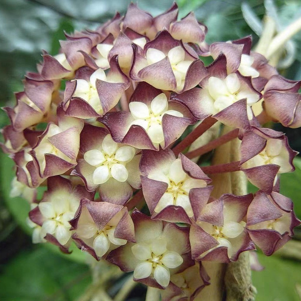 Hoya Jennifer Plant - myBageecha