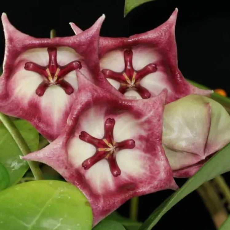 Hoya Kaimuki Plant-myBageecha