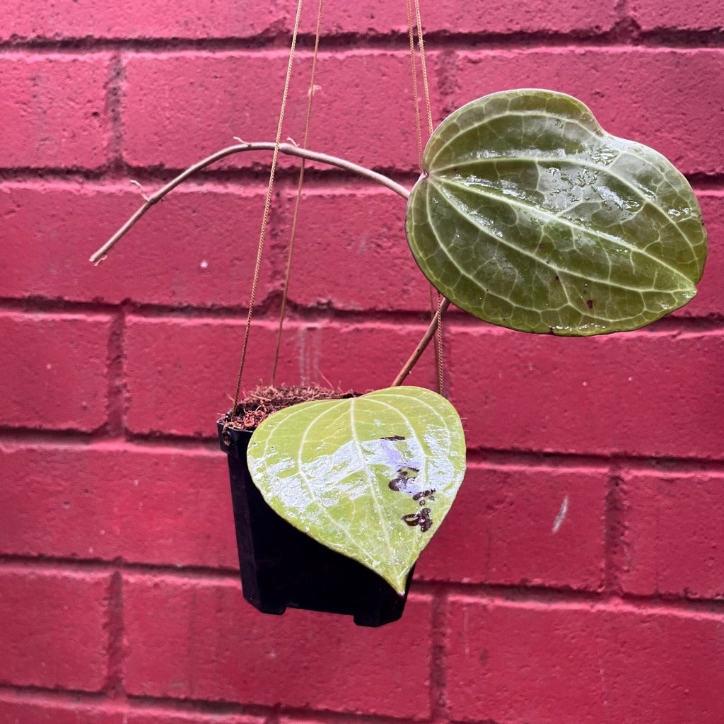 Hoya Latifolia-myBageecha