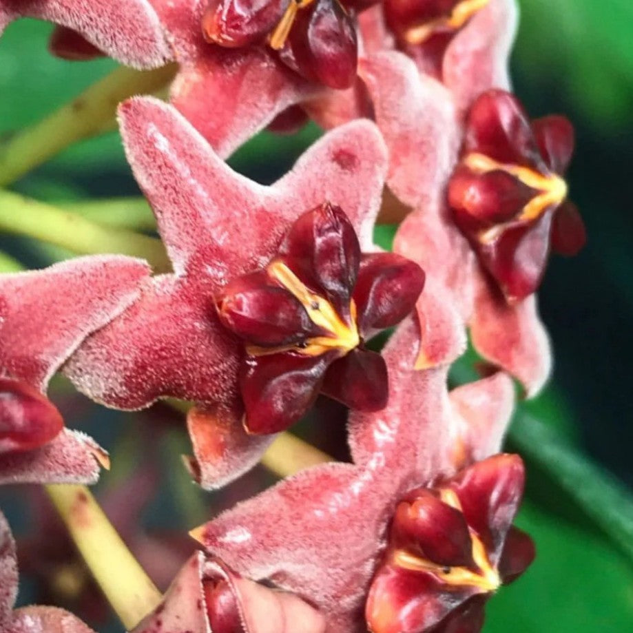 Hoya Lobbii Red Plant-myBageecha