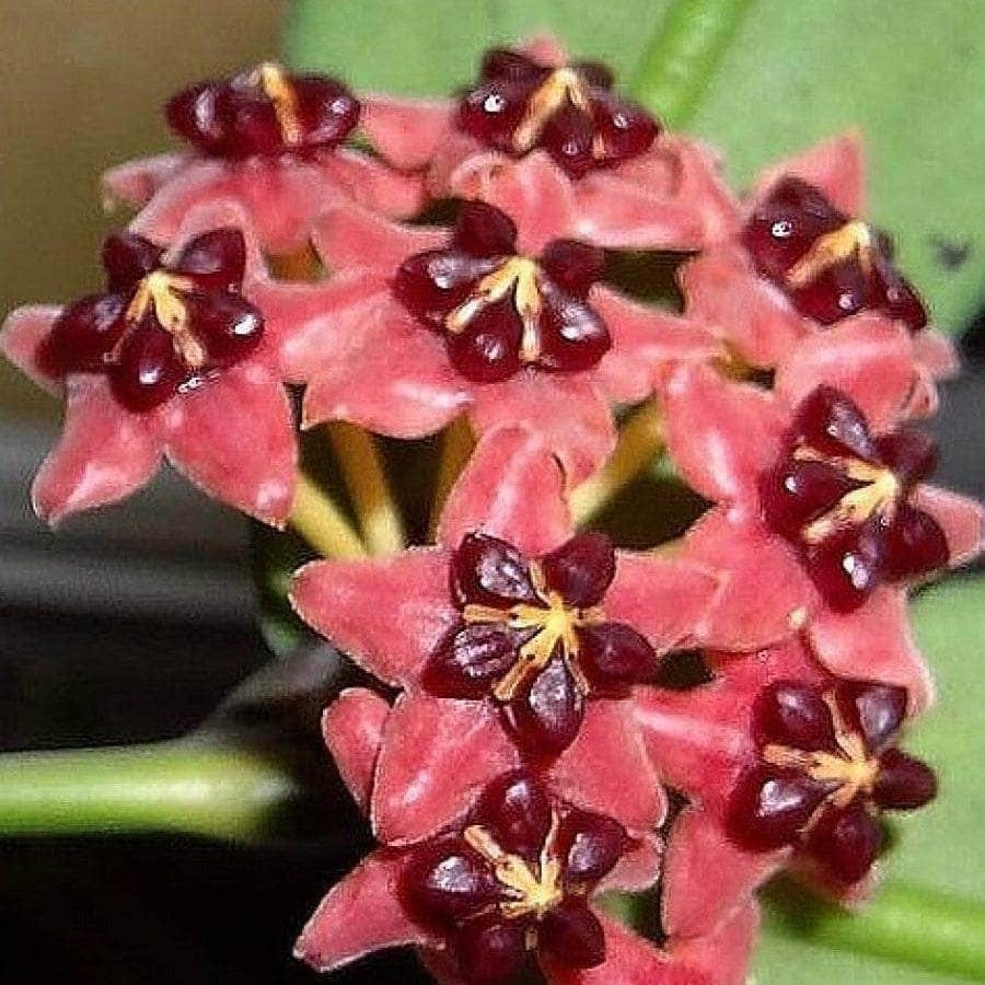 Hoya Lobbii Red Plant-myBageecha