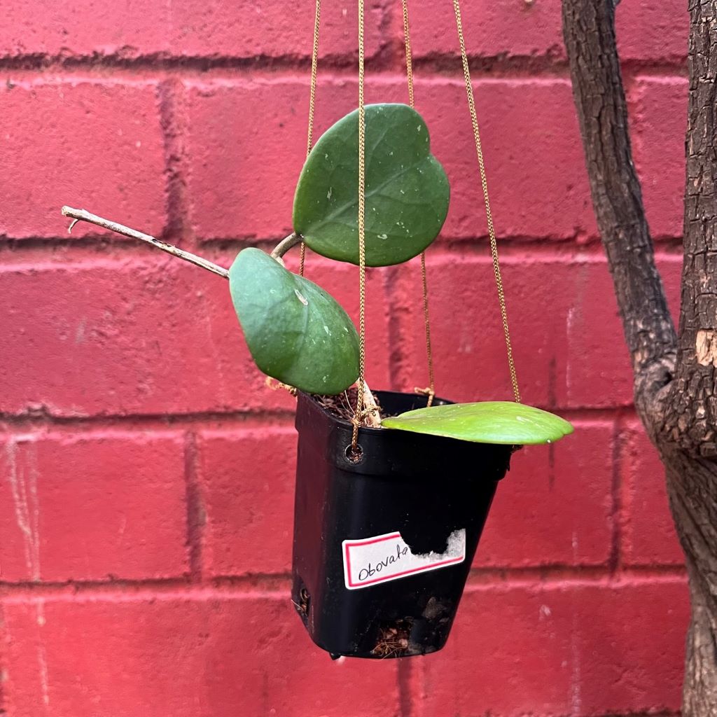 Hoya Obovata-myBageecha