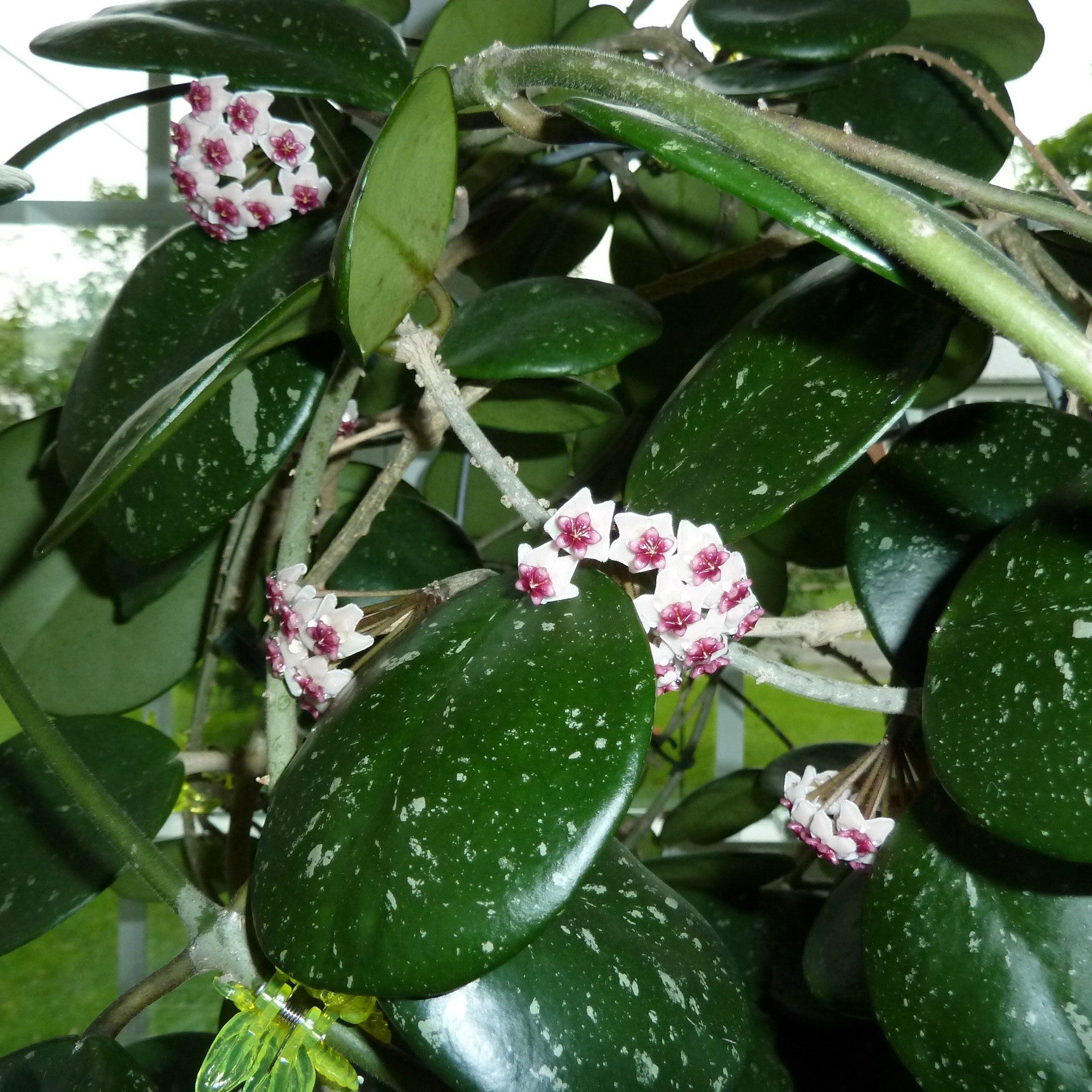 Hoya Obovata Splash Plant-myBageecha