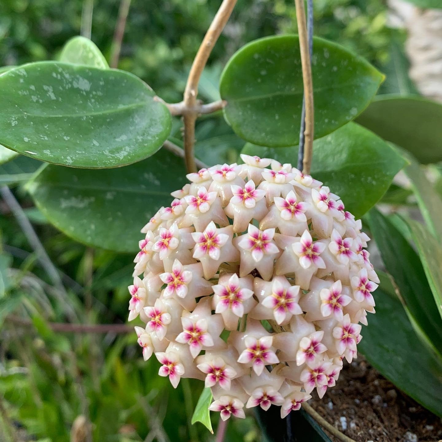 Hoya Parasitica Heart Splash Plant - myBageecha