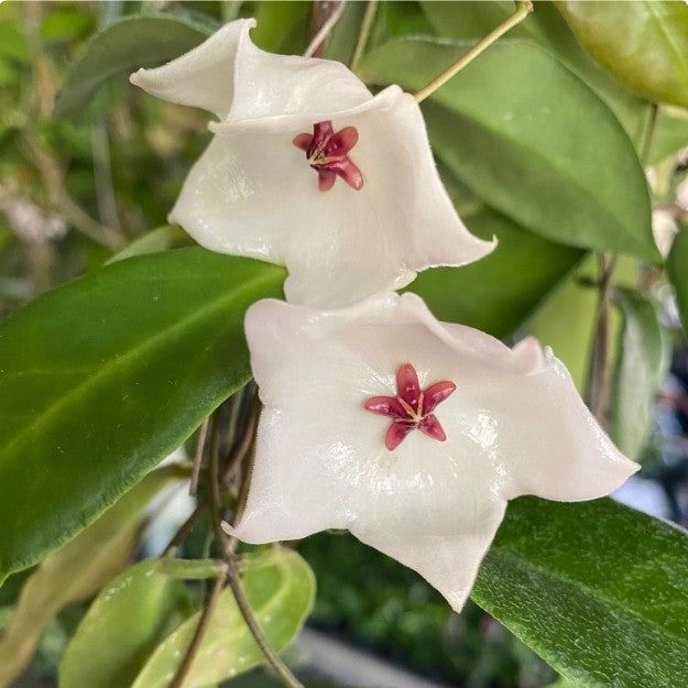 Hoya Patella White Plant-myBageecha