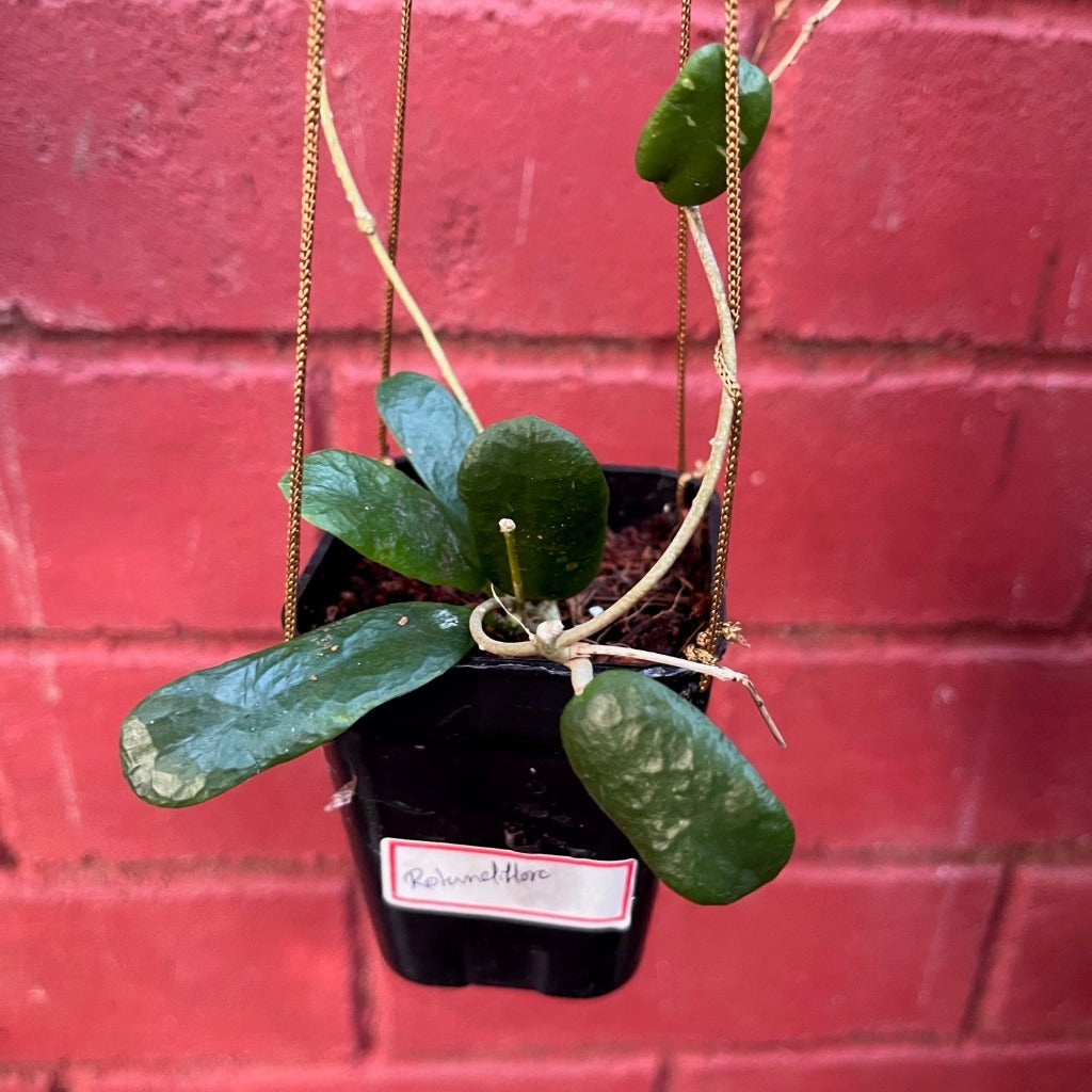 Hoya Rotundiflora Plant - myBageecha