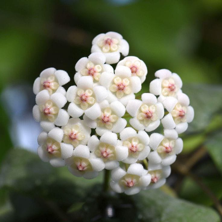 Hoya Rotundiflora Plant - myBageecha