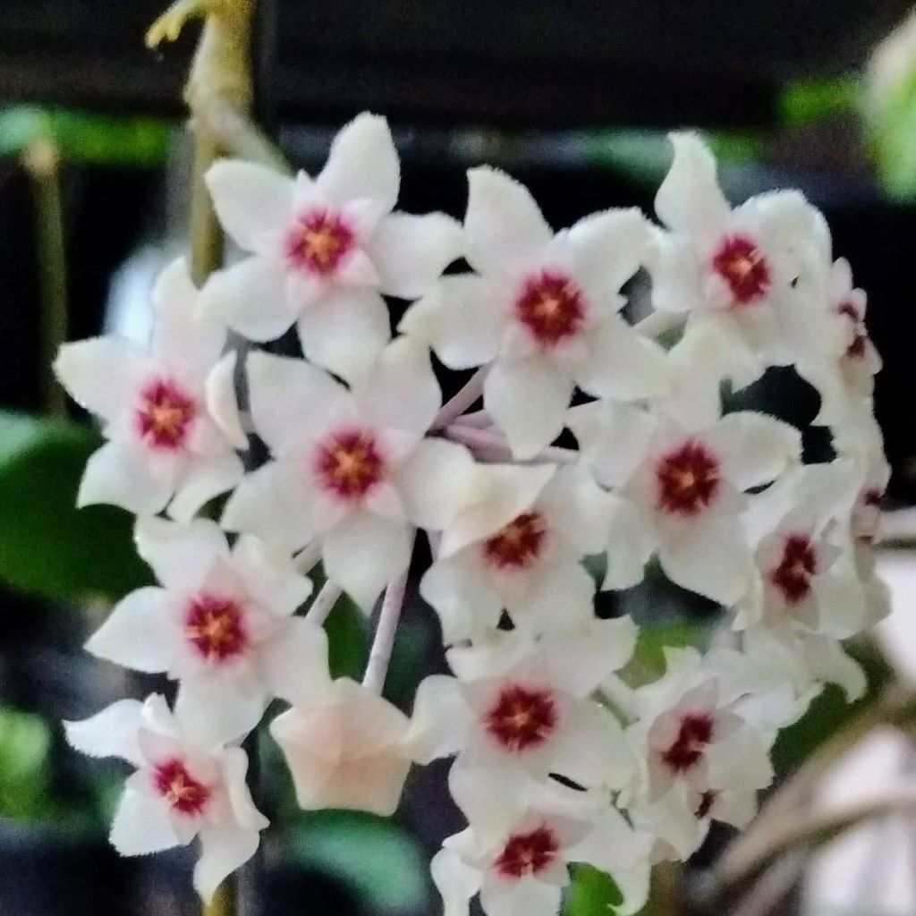 Hoya Sahya Plant-myBageecha