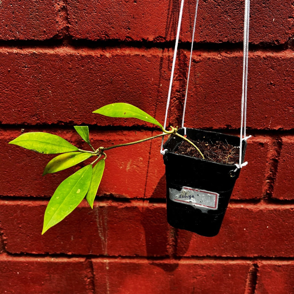 Hoya Sahya Plant-myBageecha