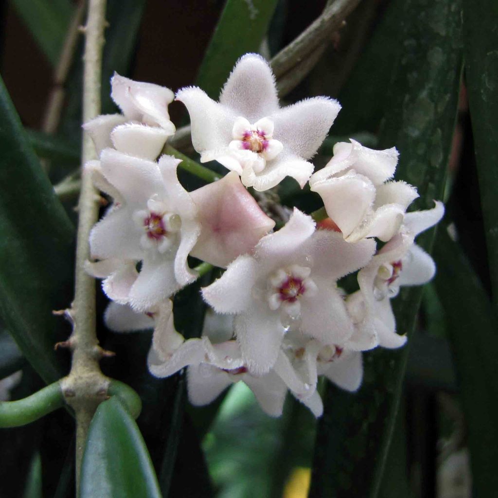 Hoya Shepherdii Plant