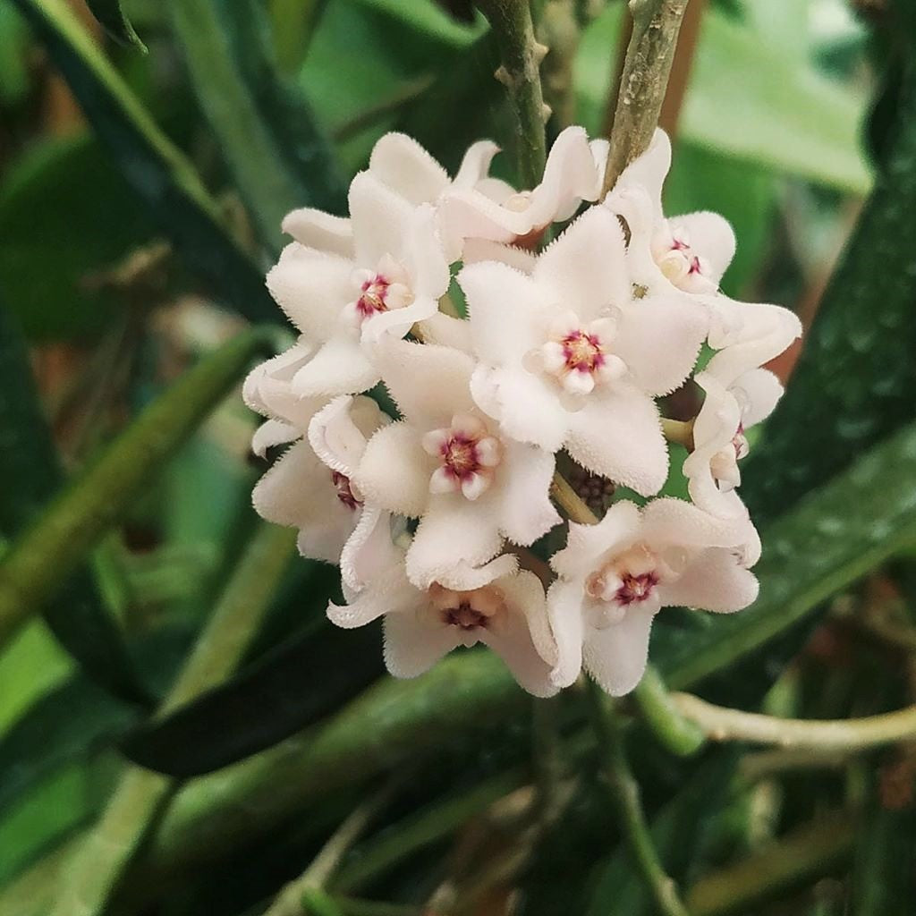 Hoya Shepherdii Plant-myBageecha