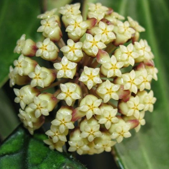 Hoya Svetlana Plant with narrow glossy leaves and pink-red fragrant flowers.