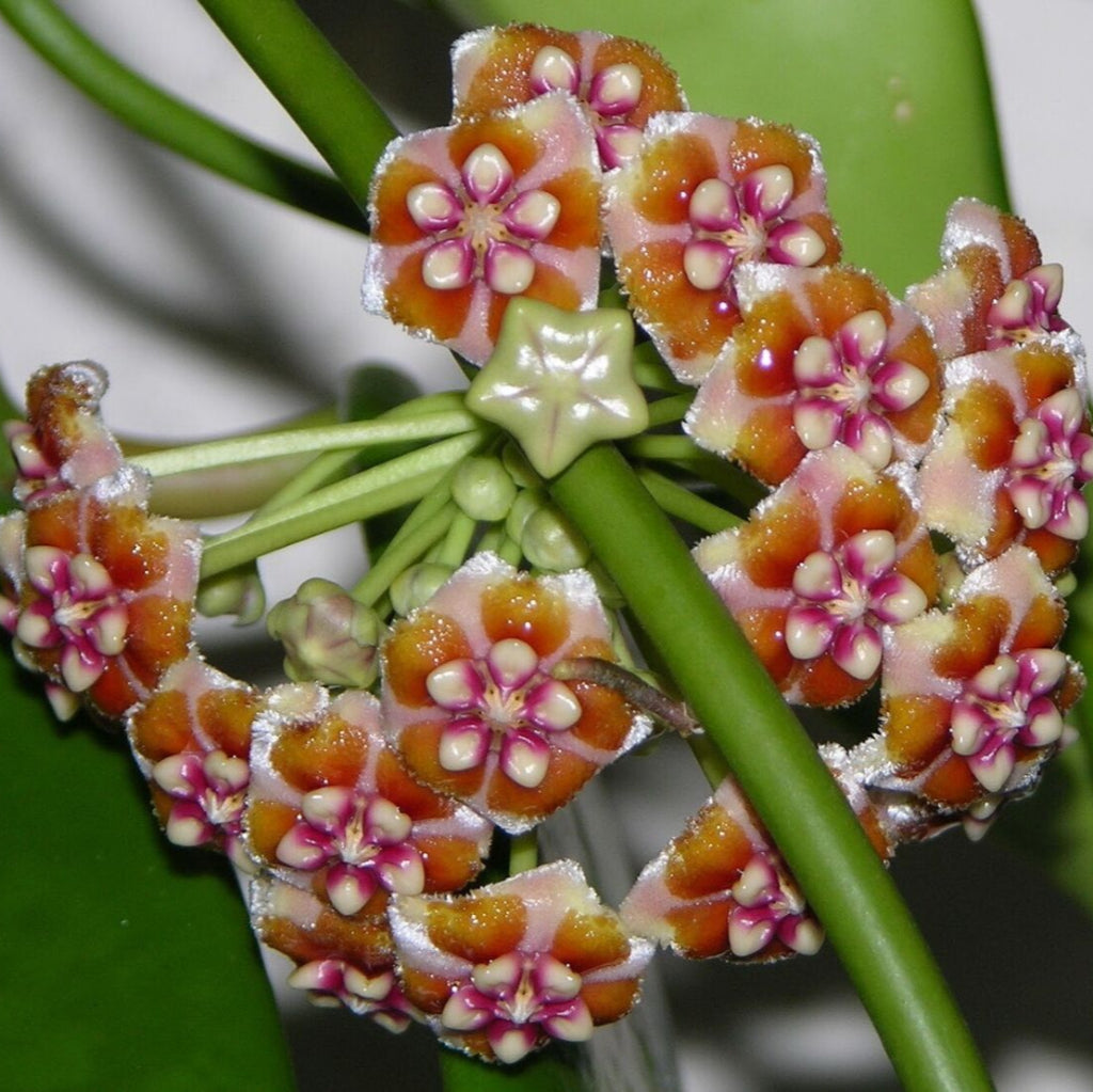 Hoya Treubiana Plant-myBageecha