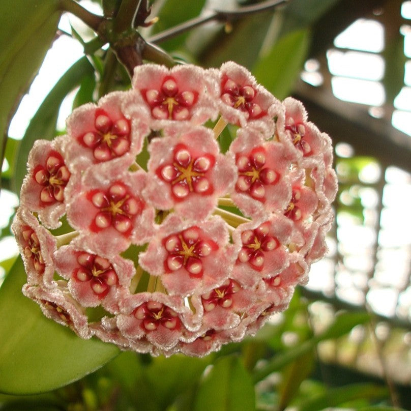 Hoya Treubiana Plant-myBageecha