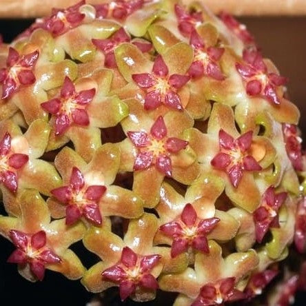 hoya Vitellina splash Plant - myBageecha