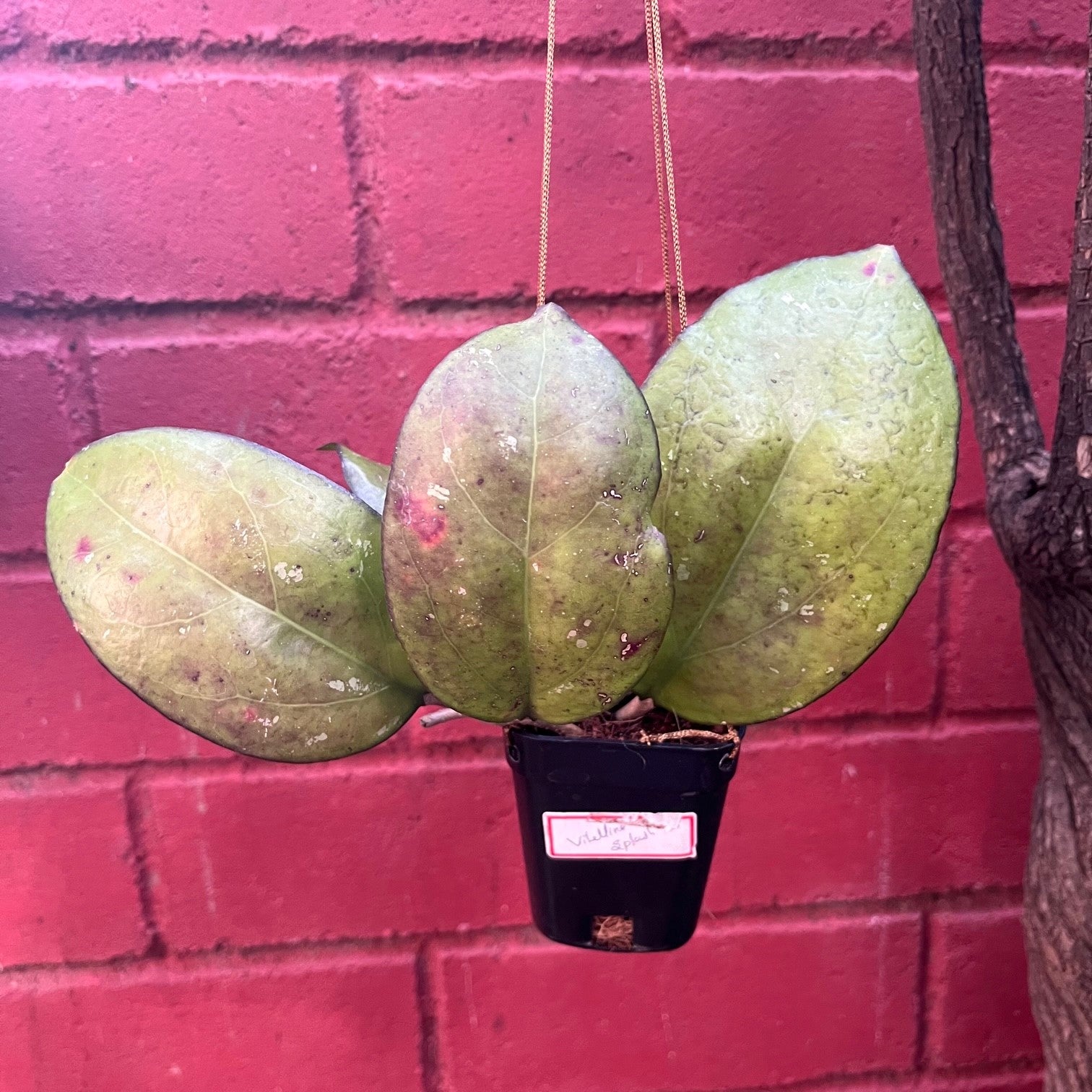 hoya Vitellina splash Plant - myBageecha