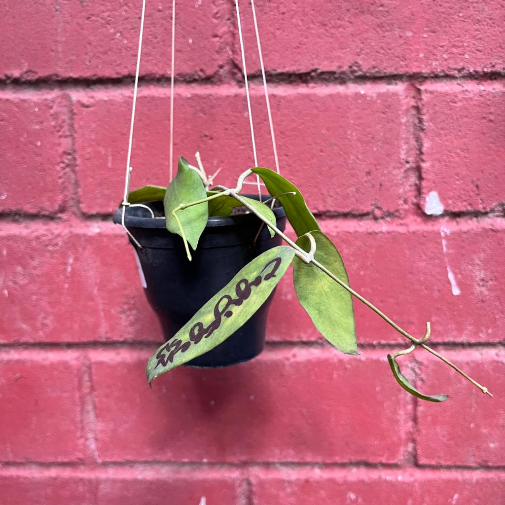 Hoya Cagayanensis -myBageecha