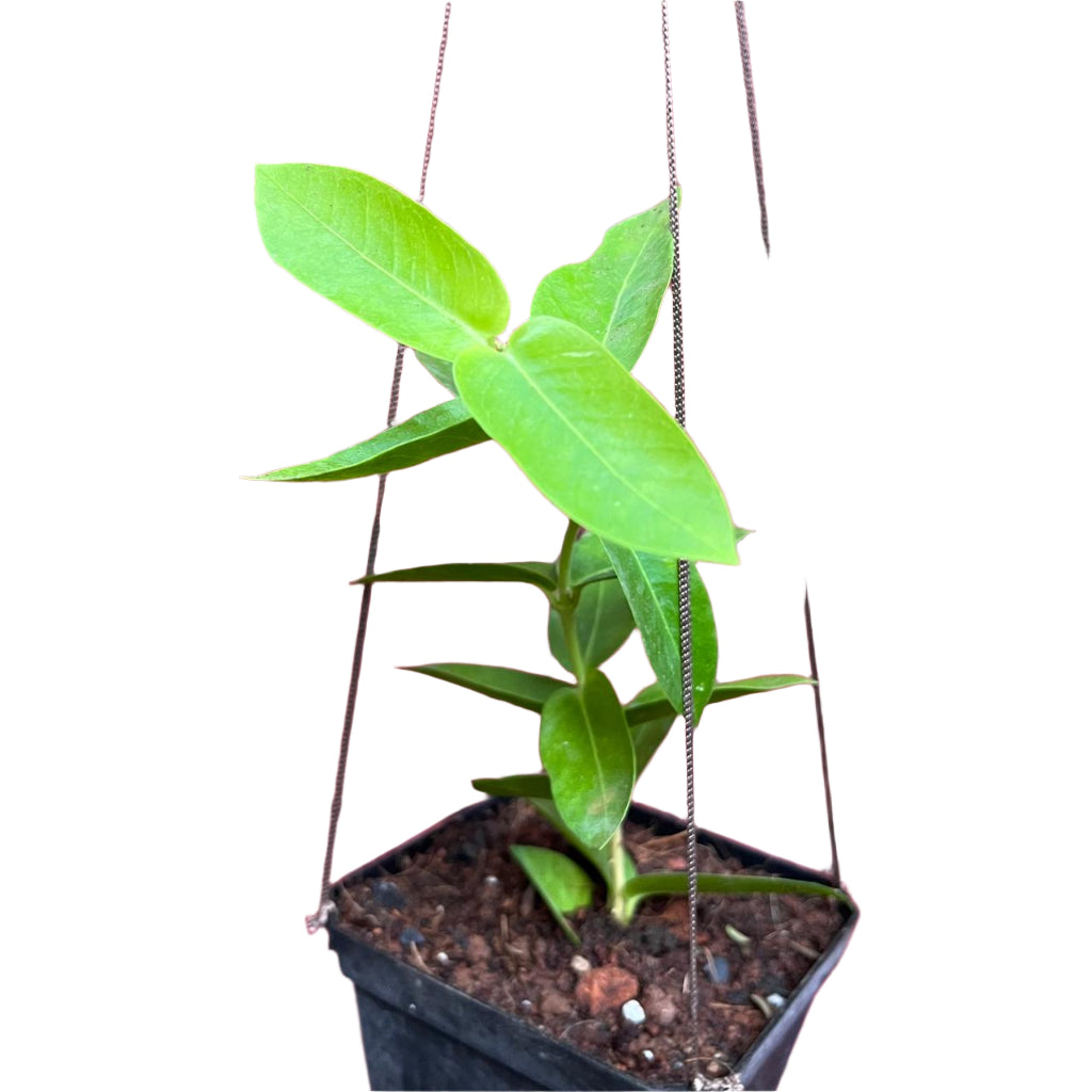 Hoya Densifolia f. dark