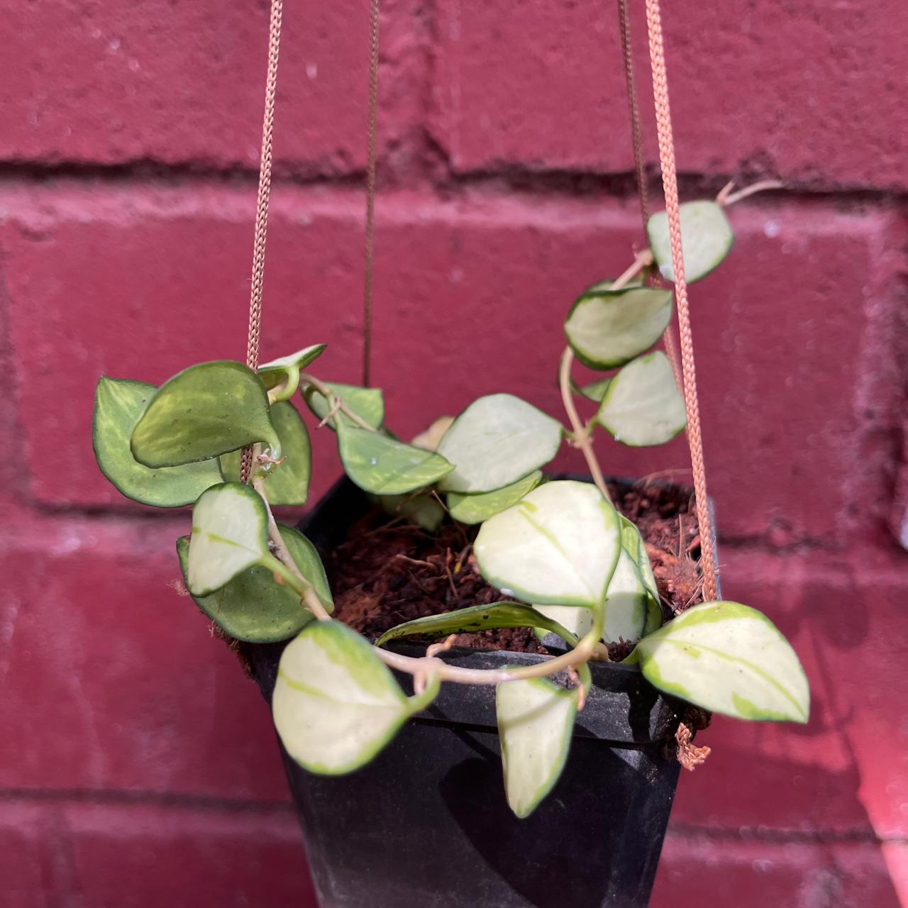 Hoya Heuschkeliana 'Variegata' Plant