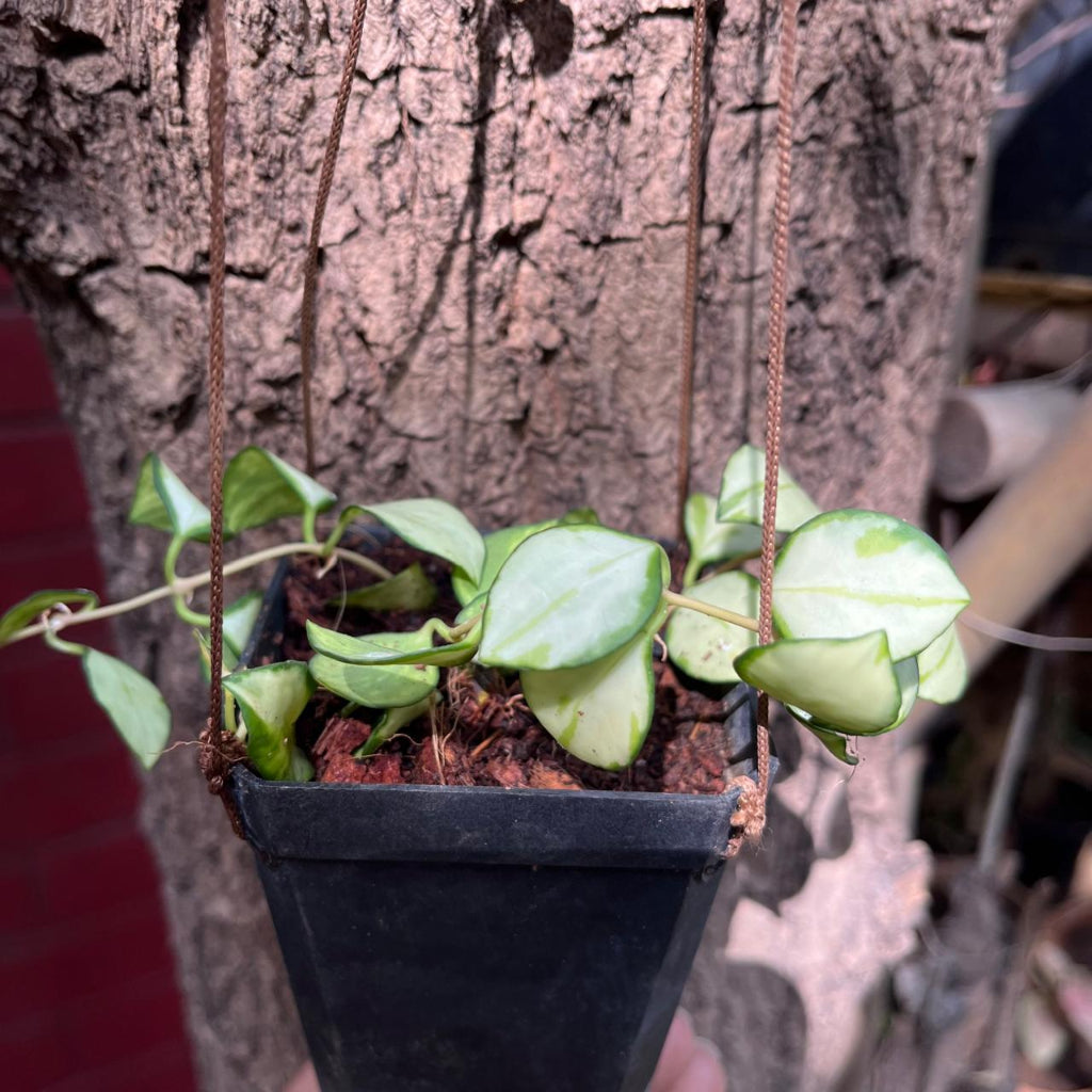 Hoya Heuschkeliana 'Variegata'-myBageecha