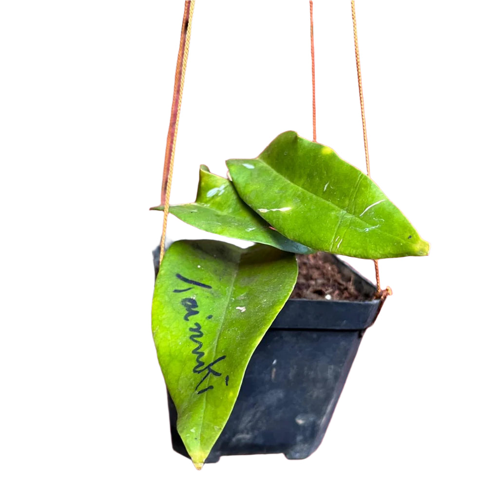 Hoya Kaimuki Plant-myBageecha