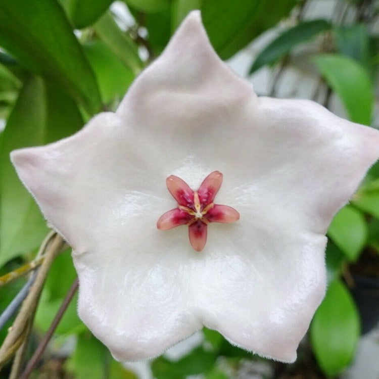 Hoya Patella White Plant-myBageecha