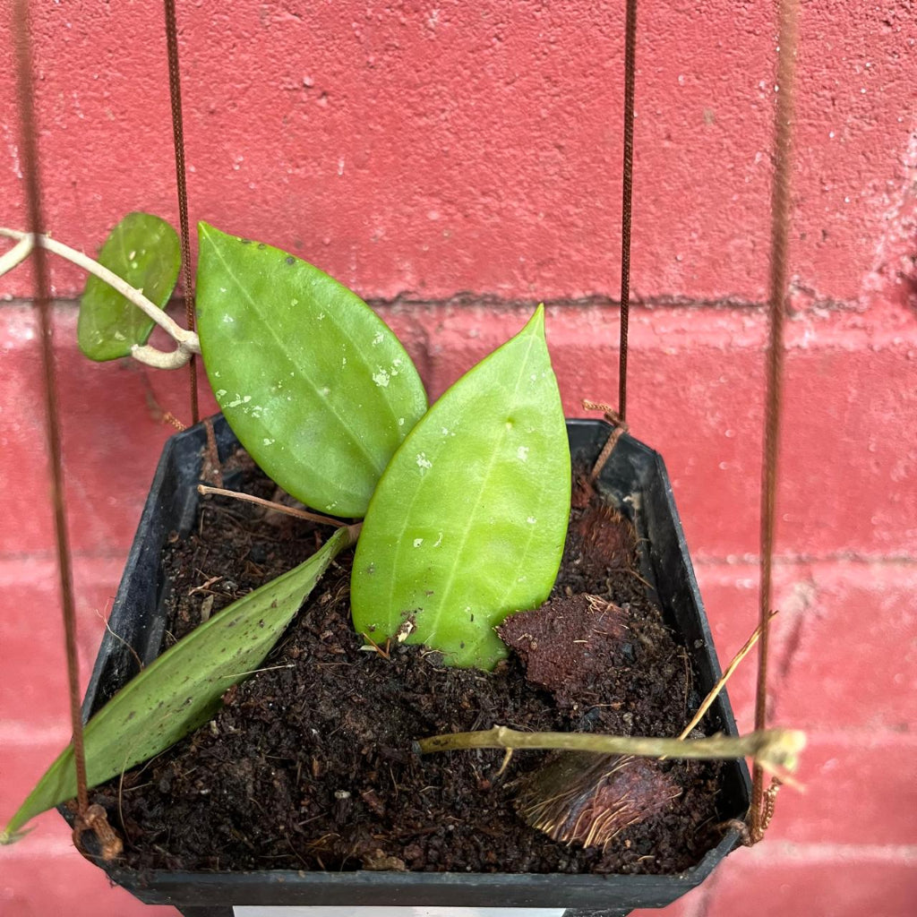 Hoya Patella White Plant-myBageecha