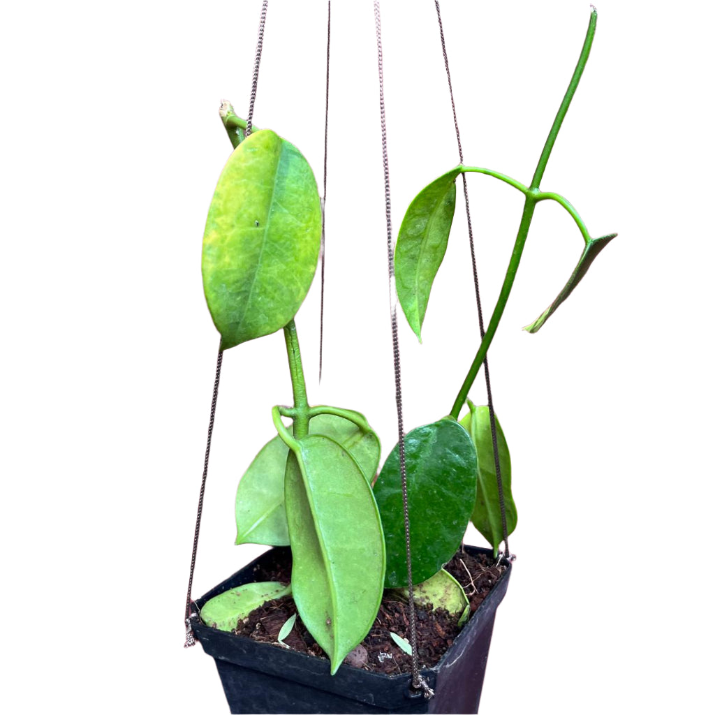 Hoya Ruthie Yellow-myBageecha