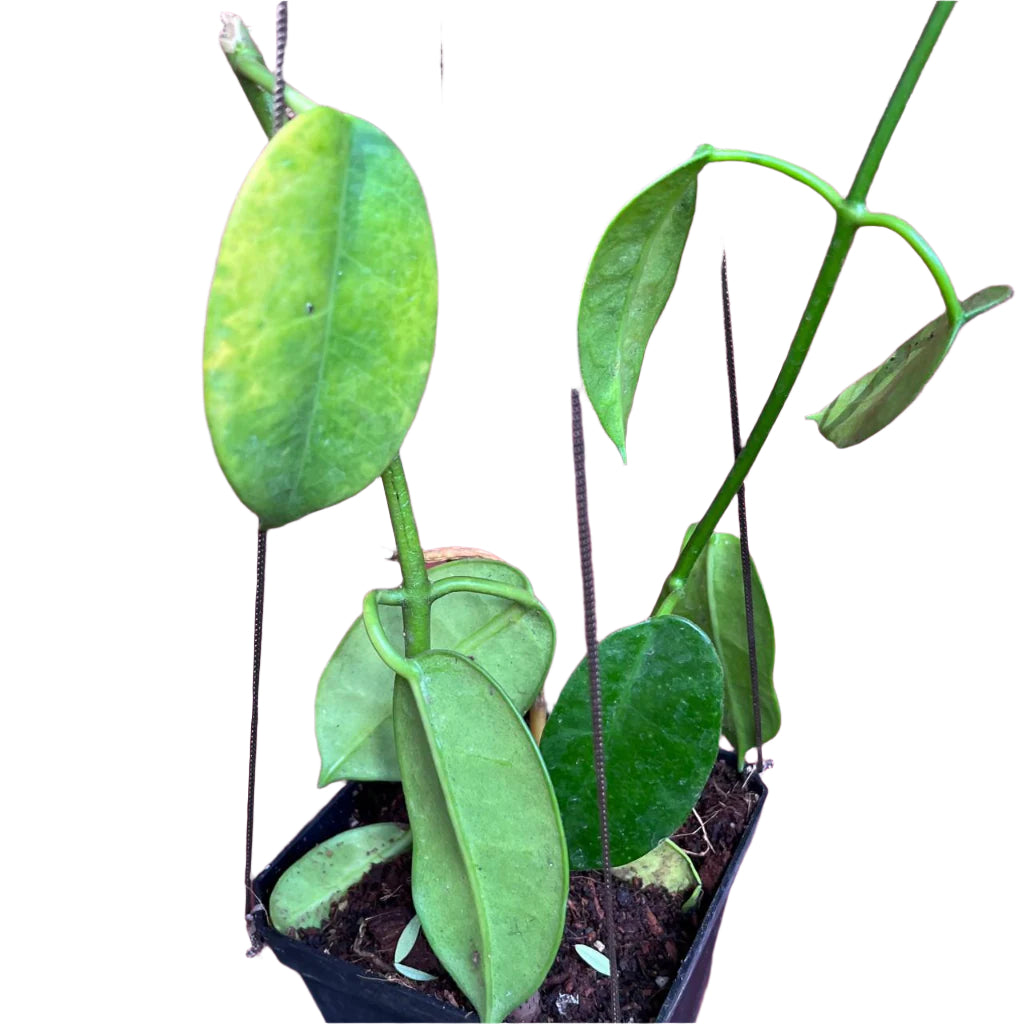 Hoya Ruthie Yellow-myBageecha