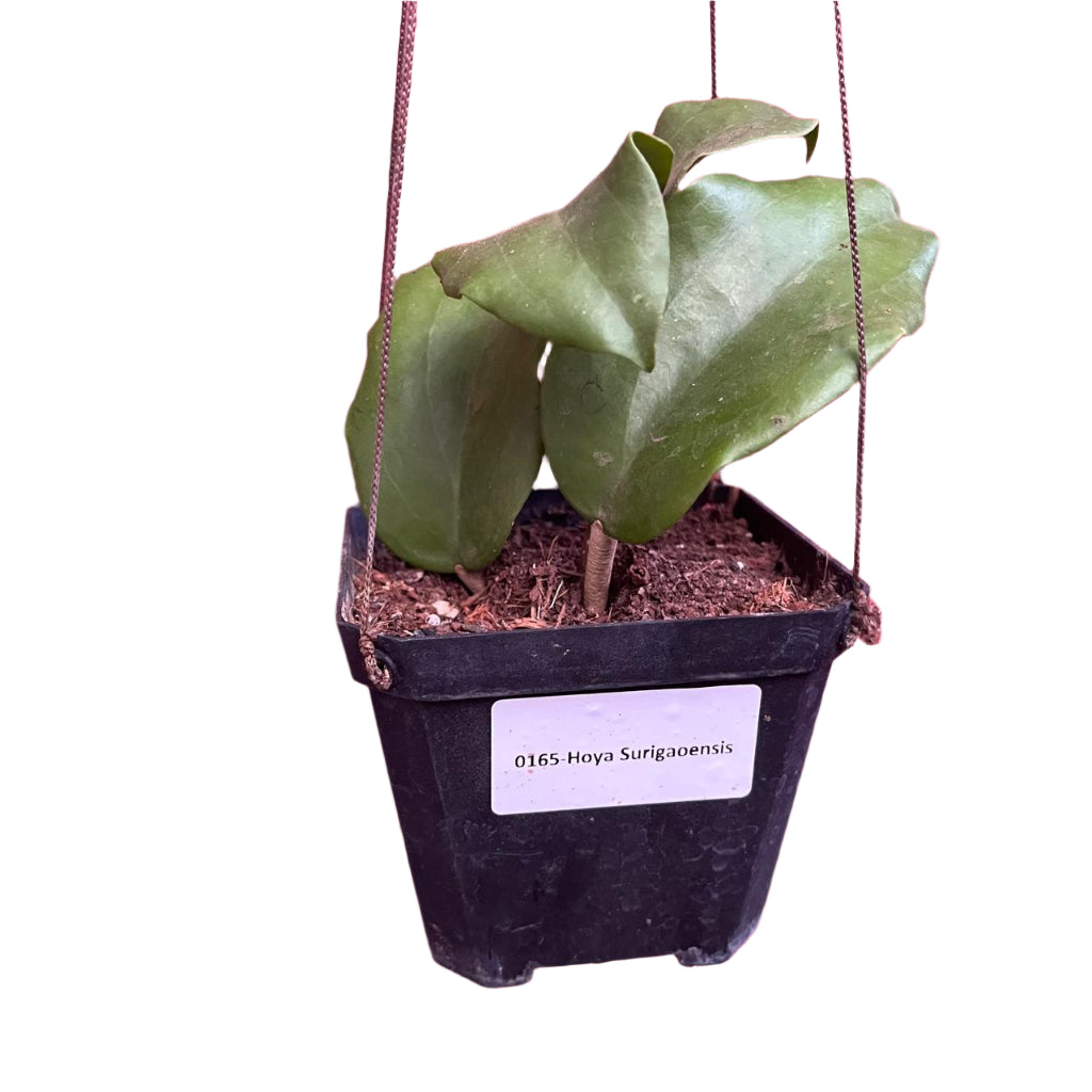Hoya Surigaoensis Plant-myBageecha