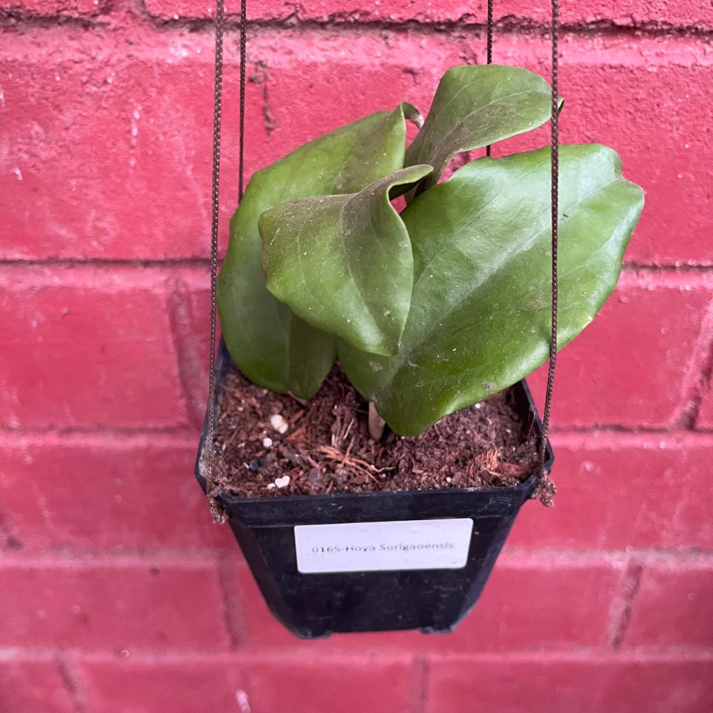 Hoya Surigaoensis Plant-myBageecha