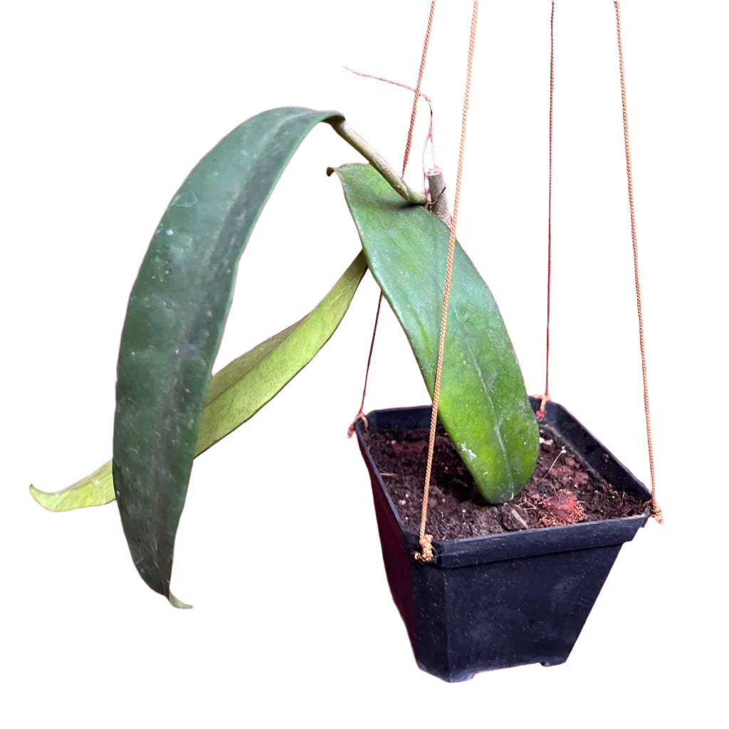 Hoya Treubiana Plant-myBageecha